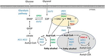 Production of Long Chain Fatty Alcohols Found in Bumblebee Pheromones by Yarrowia lipolytica